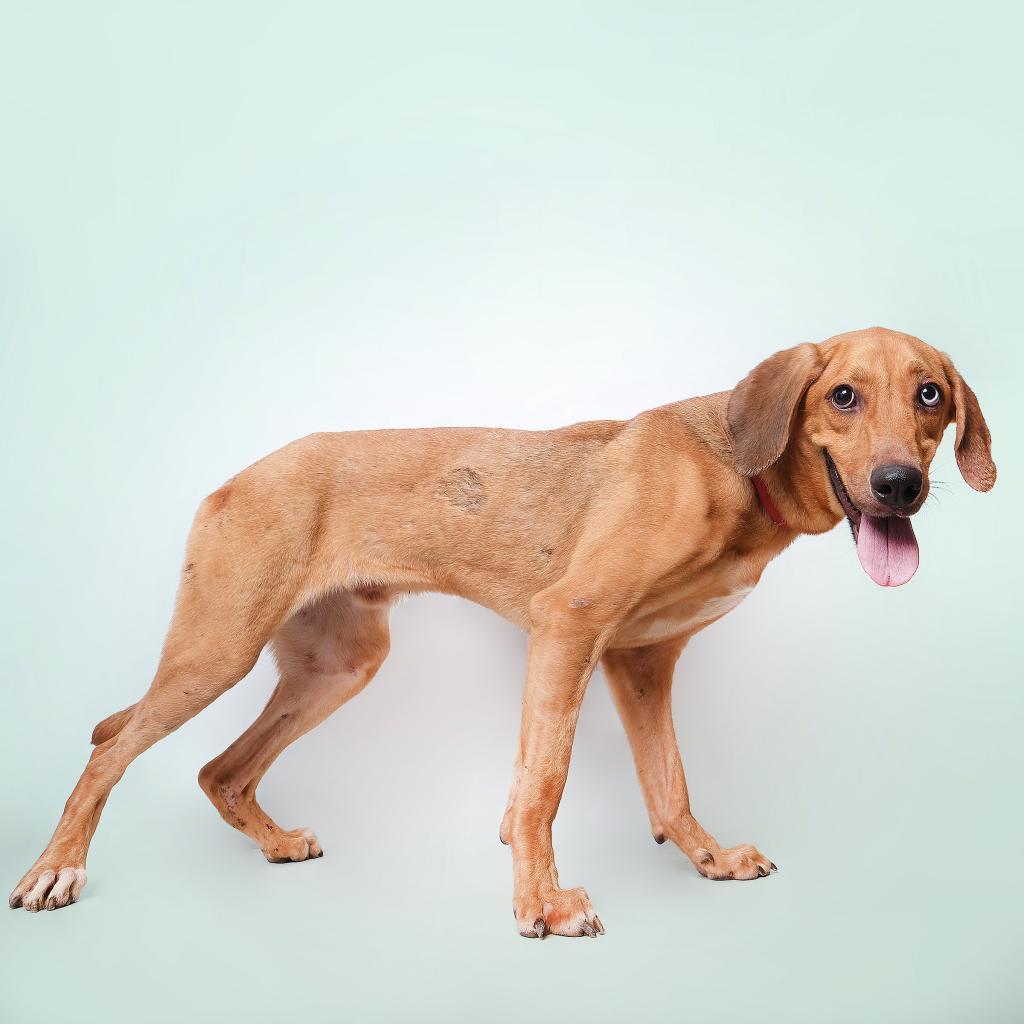 Vermont, an adoptable Mixed Breed in Guaynabo, PR, 00969 | Photo Image 3