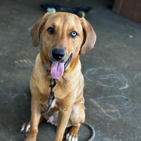 Vermont, an adoptable Mixed Breed in Guaynabo, PR, 00969 | Photo Image 4