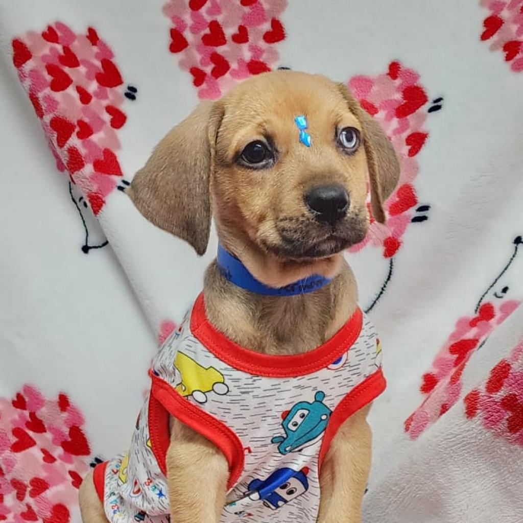 Vermont, an adoptable Mixed Breed in Guaynabo, PR, 00969 | Photo Image 6