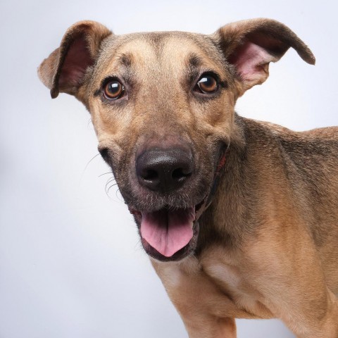 Batman, an adoptable Mixed Breed in Guaynabo, PR, 00969 | Photo Image 1