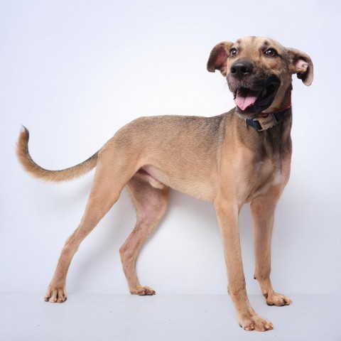 Batman, an adoptable Mixed Breed in Guaynabo, PR, 00969 | Photo Image 2