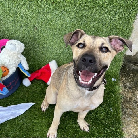 Batman, an adoptable Mixed Breed in Guaynabo, PR, 00969 | Photo Image 3