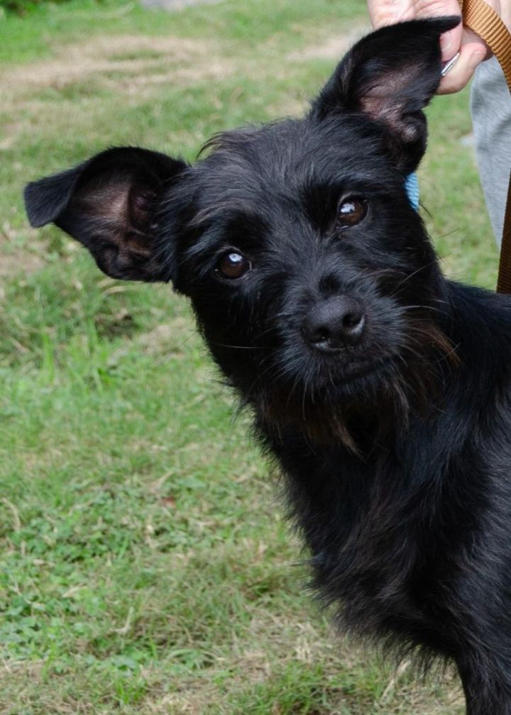 Jack russell terrier miniature best sale schnauzer mix