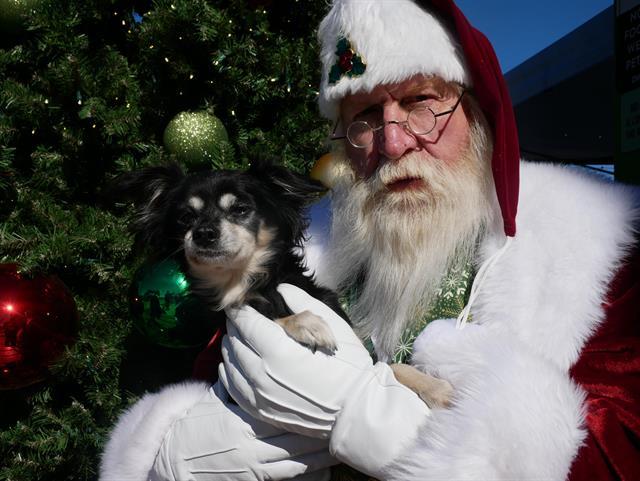 LUNA, an adoptable Chihuahua, Papillon in Grand Prairie, TX, 75052 | Photo Image 1