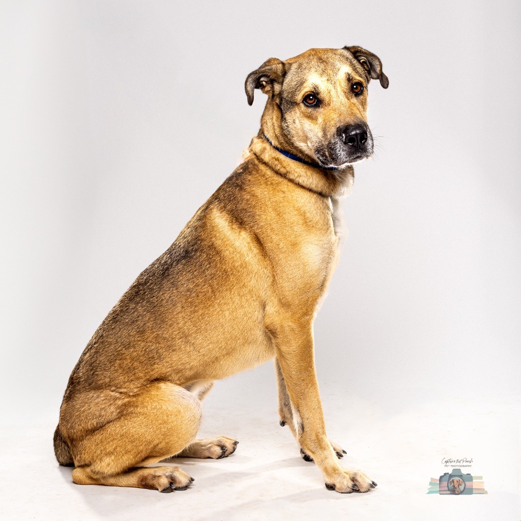 Buster, an adoptable Shepherd in El Paso, TX, 79906 | Photo Image 1