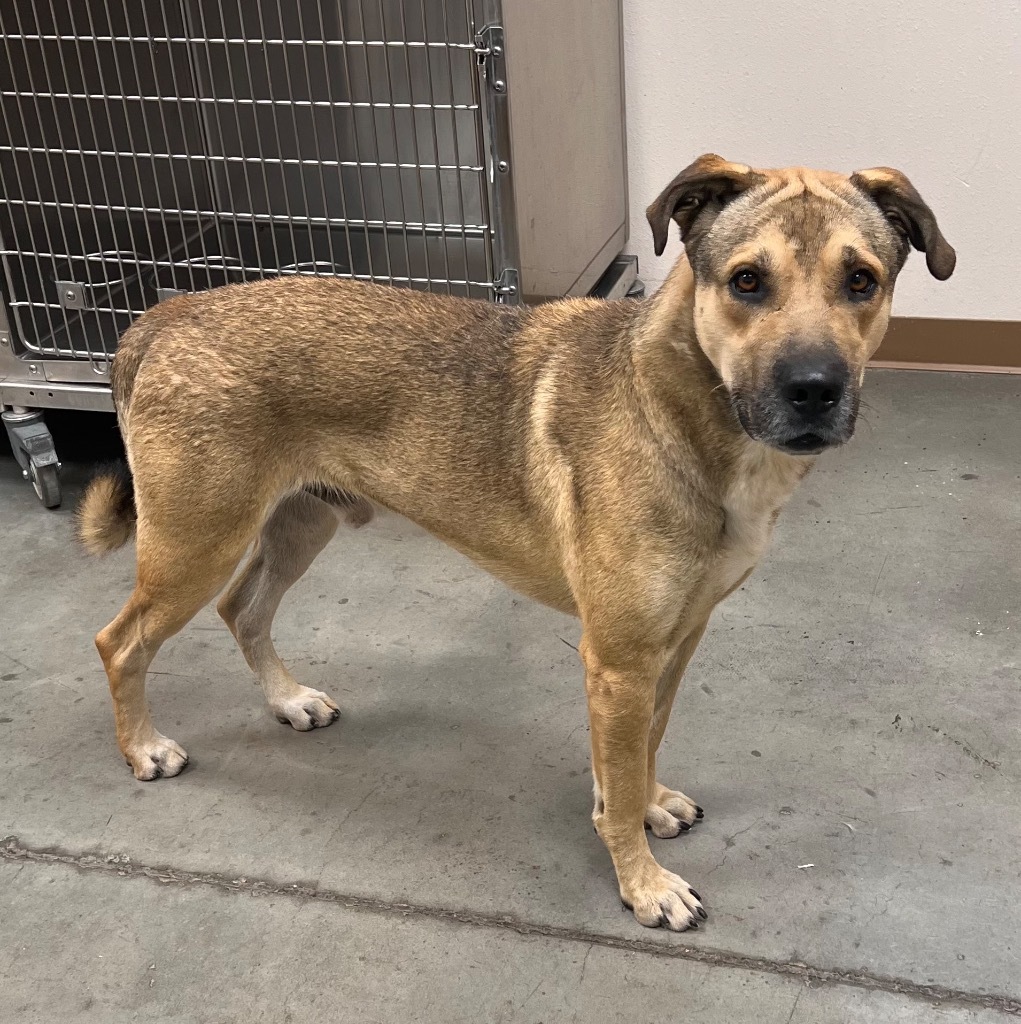 Buster, an adoptable Shepherd in El Paso, TX, 79906 | Photo Image 2