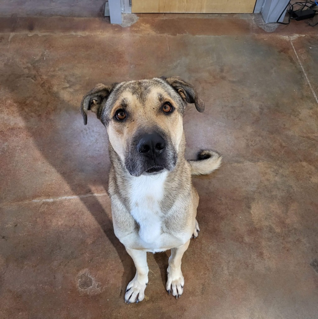 Buster, an adoptable Shepherd in El Paso, TX, 79906 | Photo Image 3