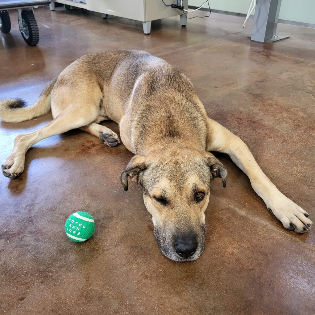 Buster, an adoptable Shepherd in El Paso, TX, 79906 | Photo Image 4