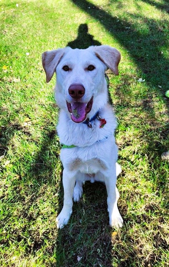 Golden retriever husky hot sale mix for adoption