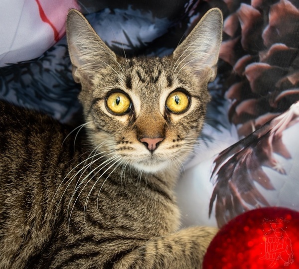 Keeper, an adoptable Domestic Short Hair Mix in Winchester, KY_image-1
