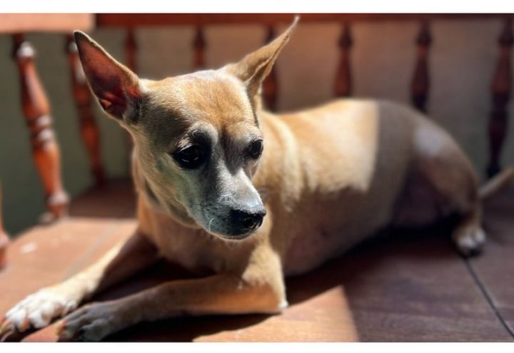 LuLu, an adoptable Chihuahua Mix in San Diego, CA_image-1