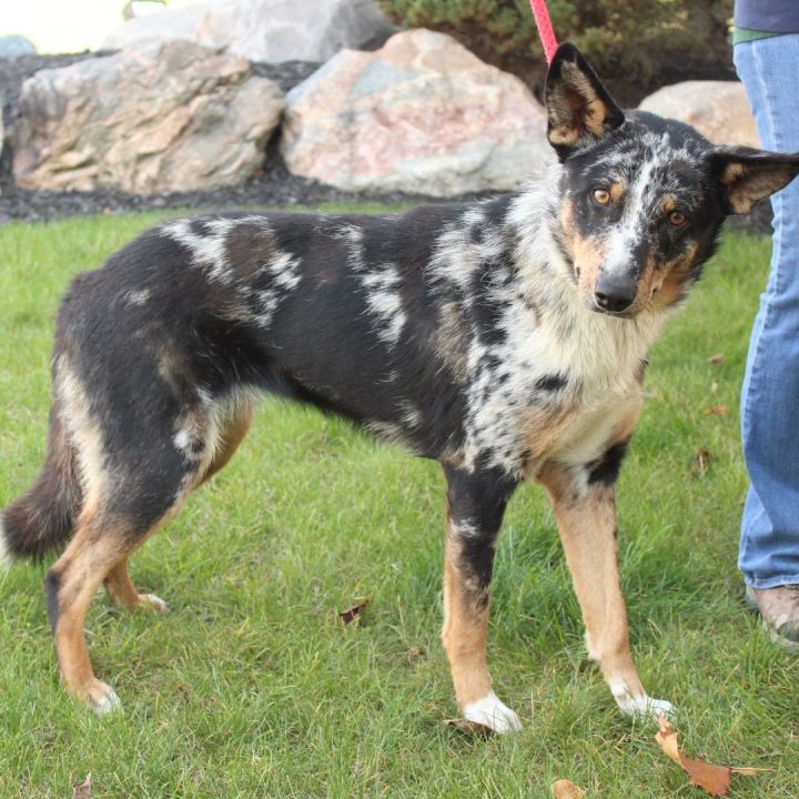 Mohini, an adoptable Australian Shepherd Mix in Eaton, OH_image-4