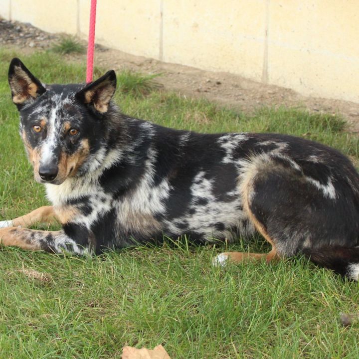 Mohini, an adoptable Australian Shepherd Mix in Eaton, OH_image-5