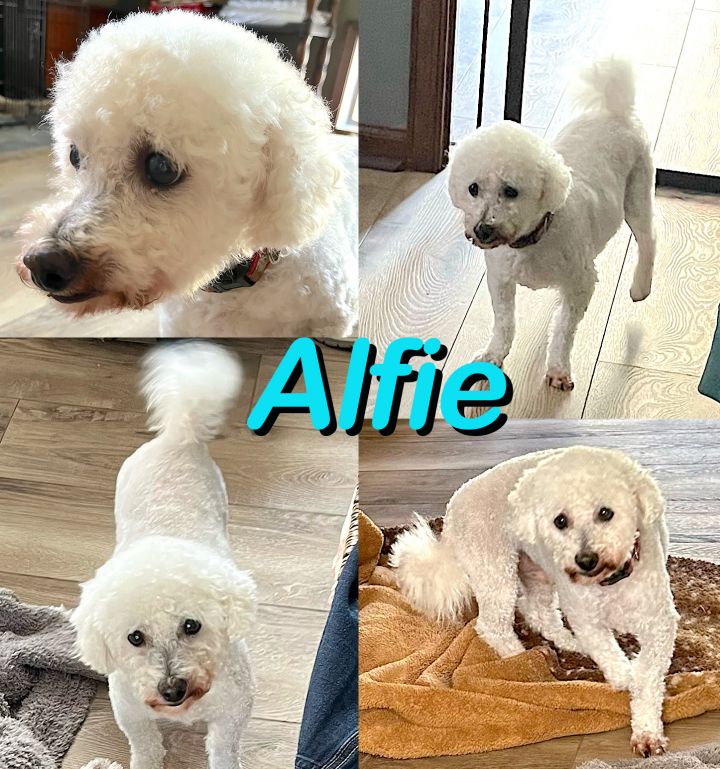 Alfie 1