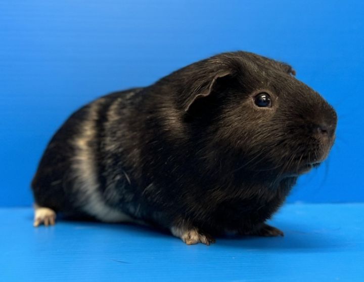 Zet, an adoptable Guinea Pig Mix in Lewisville, TX_image-3