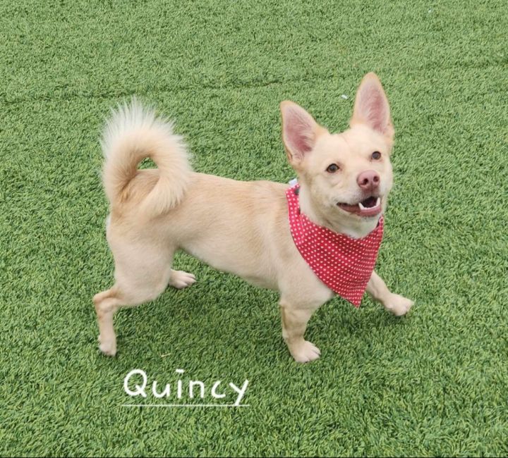 Quincy 1