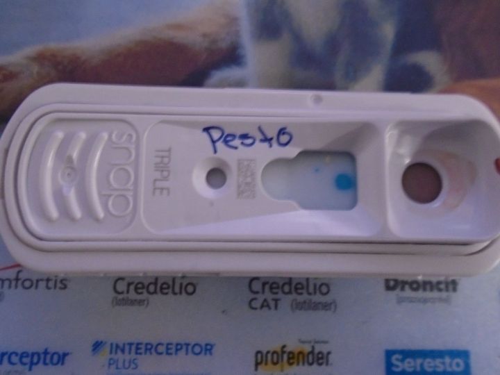Pesto 2