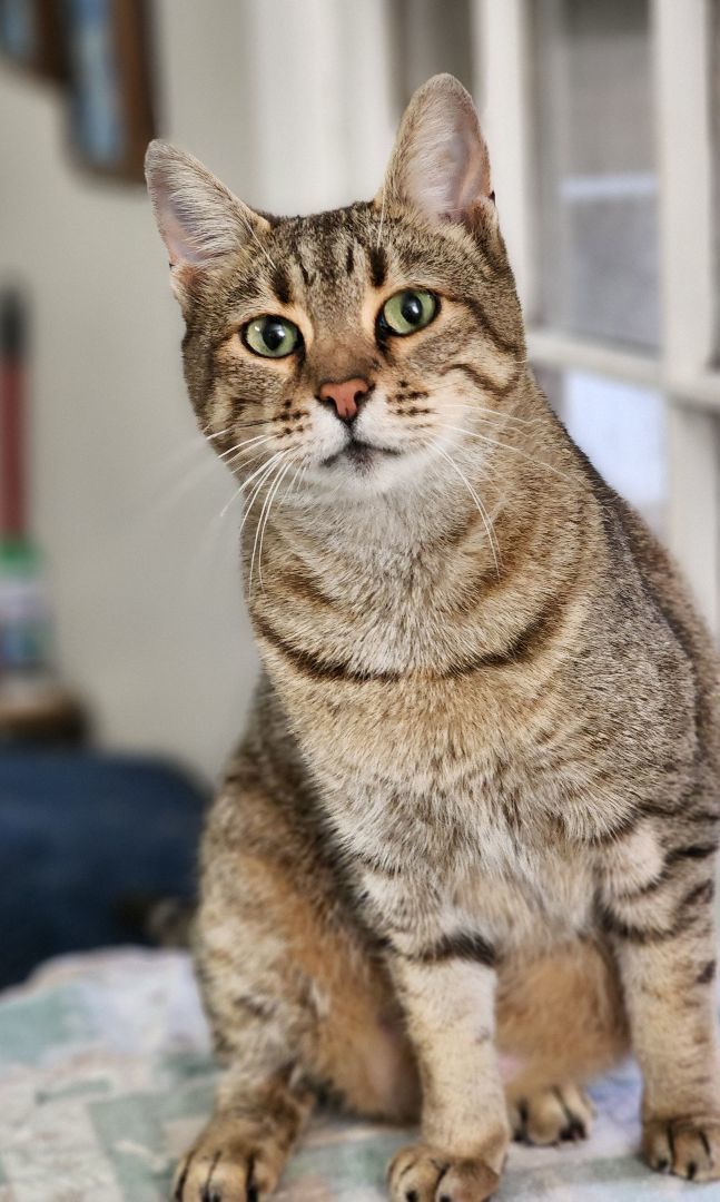 Lilith, an adoptable Tabby in Bristol, TN_image-1