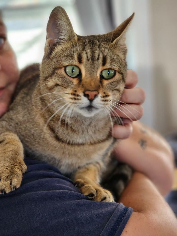 Lilith, an adoptable Tabby in Bristol, TN_image-3