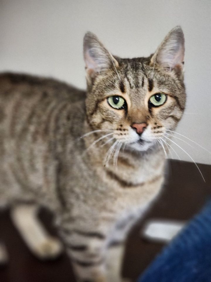 Lilith, an adoptable Tabby in Bristol, TN_image-5