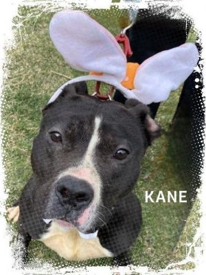 Cane