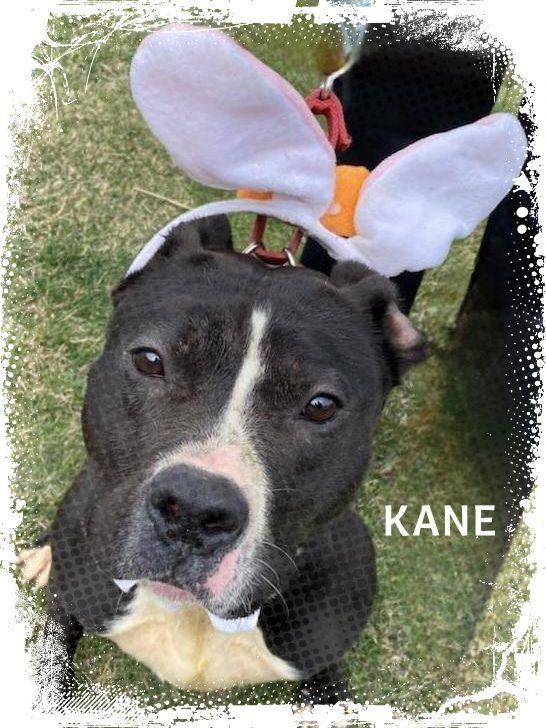 Cane 1