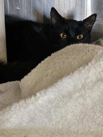 A071031, an adoptable Domestic Short Hair in Norfolk, VA, 23502 | Photo Image 1