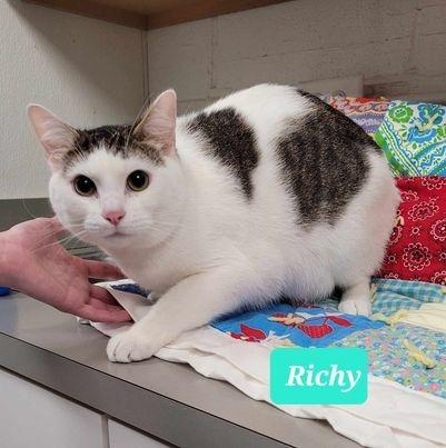 Richy 3