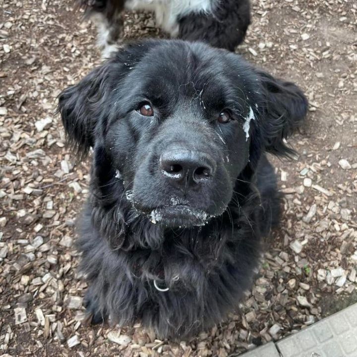 Petfinder newfoundland store