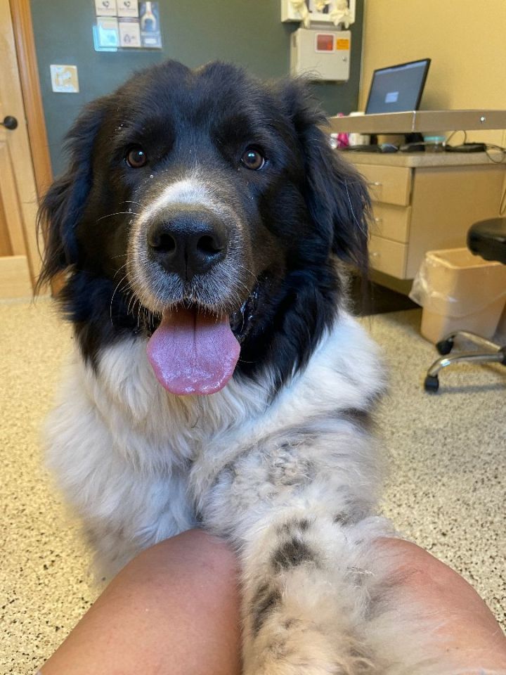 Petfinder newfoundland hot sale