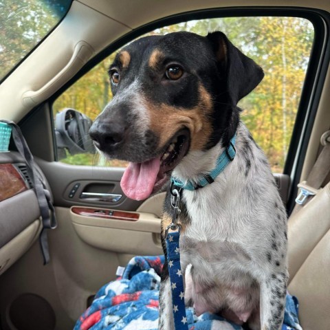 Pointer cattle 2024 dog mix