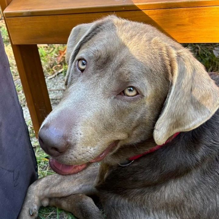 Brandy, an adoptable Labrador Retriever in Jamaica Plain, MA_image-3