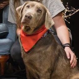 Brandy, an adopted Labrador Retriever in Washington, DC_image-1