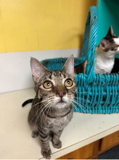 Jeremiah, an adoptable Domestic Short Hair in Jackson, MS, 39213 | Photo Image 1