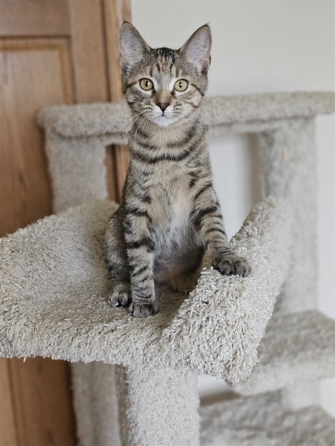 TigerLily