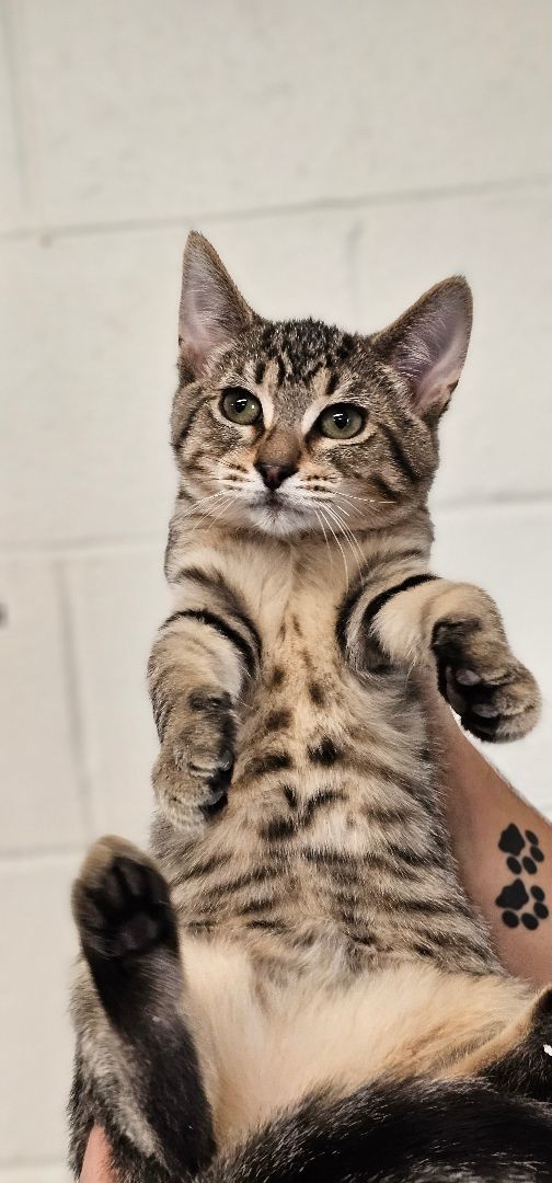 Ally, an adoptable Domestic Short Hair Mix in Napoleon, OH_image-3