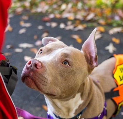 Sorrel, an adoptable Pit Bull Terrier Mix in Washington, DC_image-1
