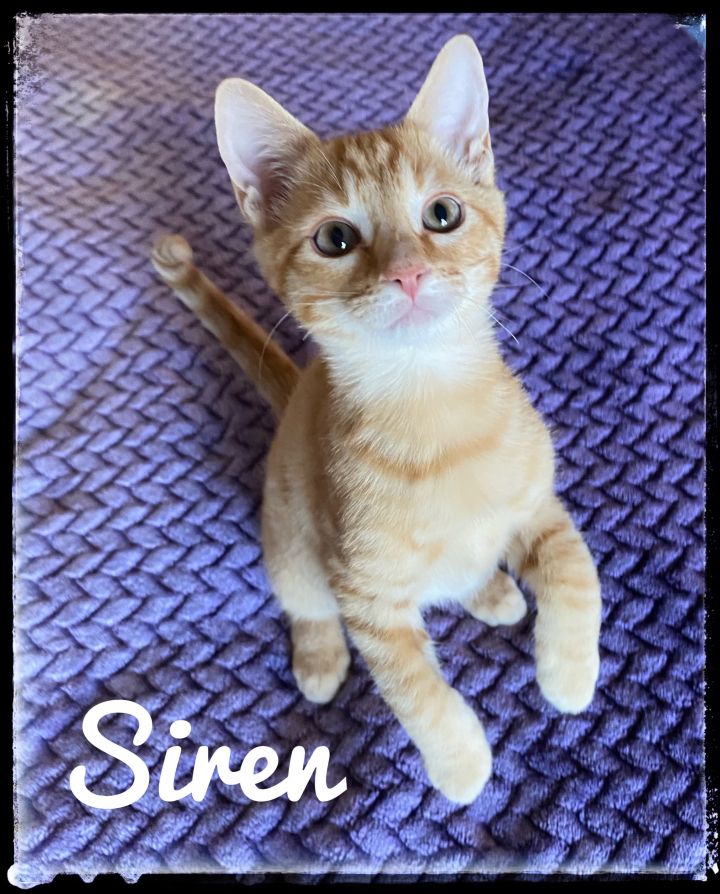 Siren, an adoptable Domestic Short Hair in El Cajon, CA_image-1