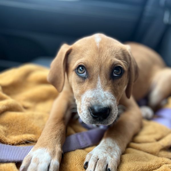 Frankie