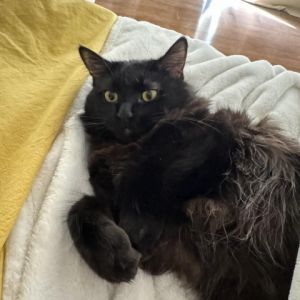Shannon Domestic Long Hair Cat