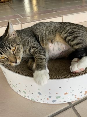Little&#39;Bit Momma, Adult Female Domestic Short Hair