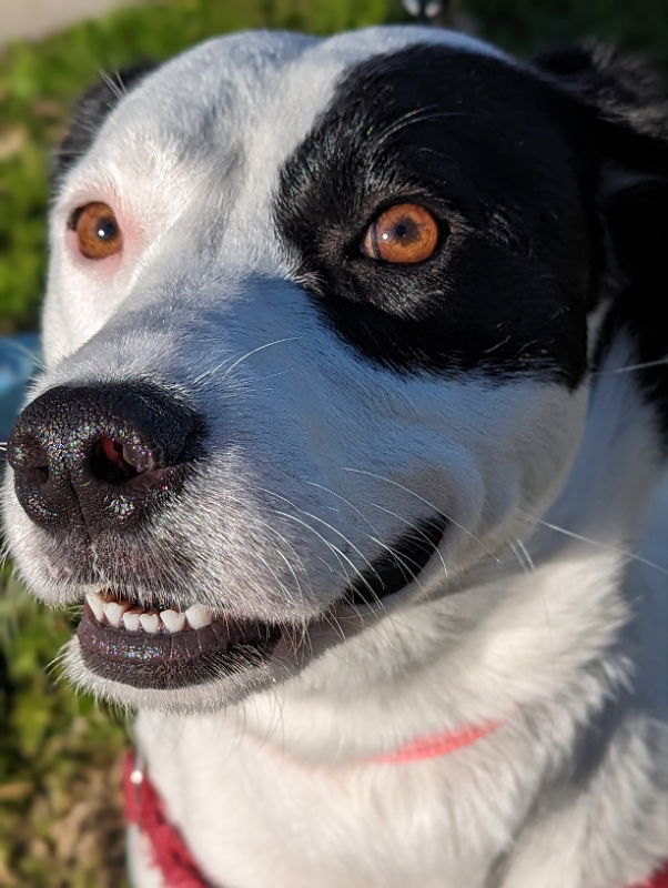 Gracie, an adoptable Border Collie in Niles, MI, 49120 | Photo Image 3