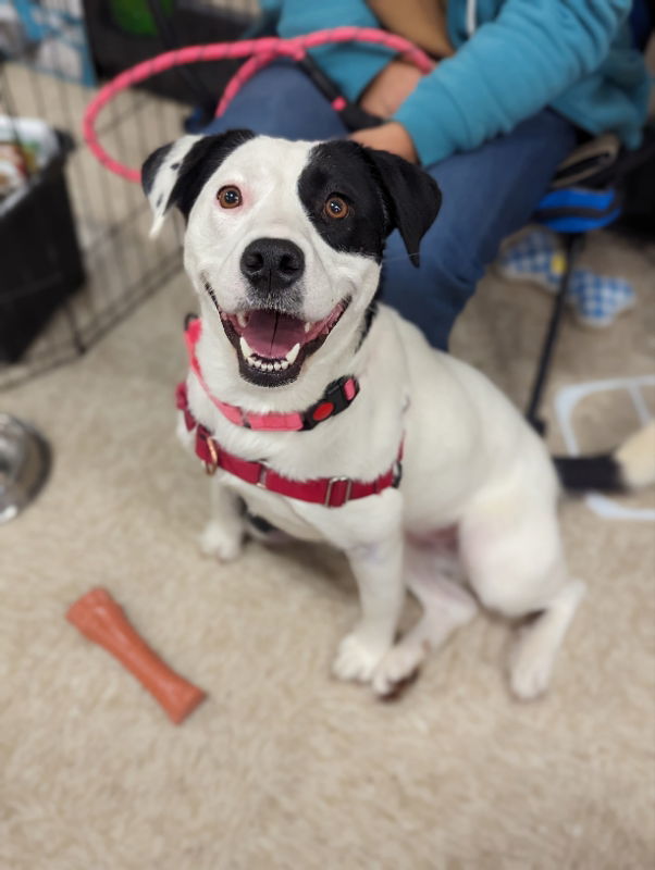 Gracie, an adoptable Border Collie, Labrador Retriever in Niles, MI, 49120 | Photo Image 3