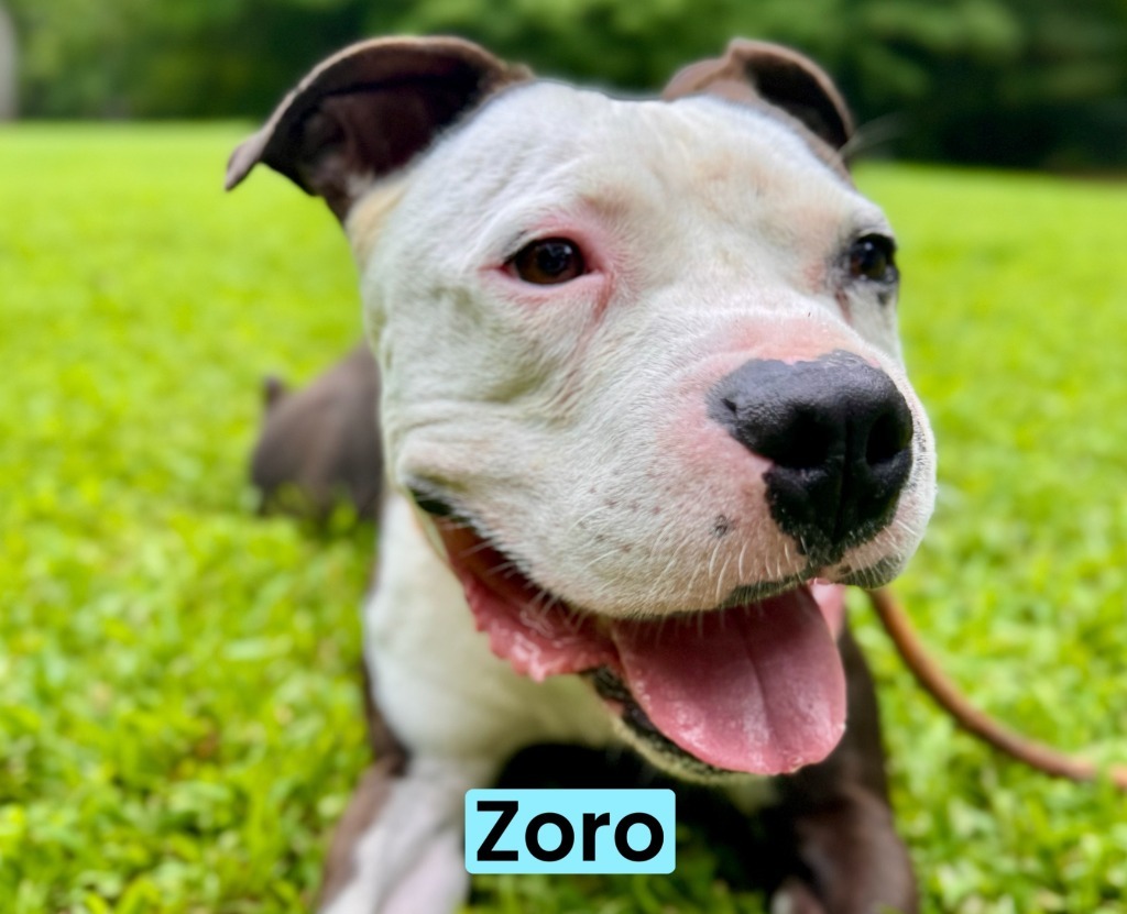 Zoro