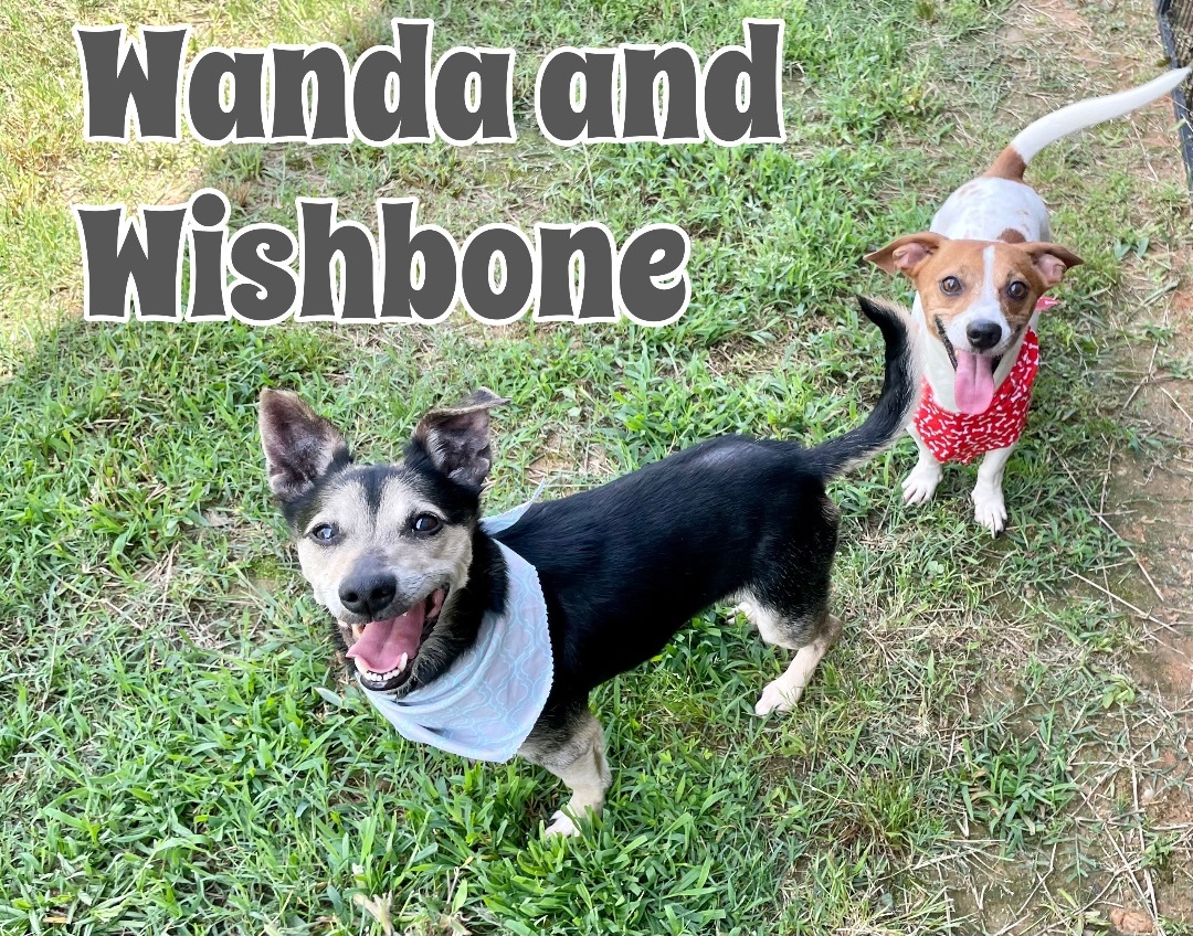 Wanda And Wishbone BONDED PAIR in Texarkana TX