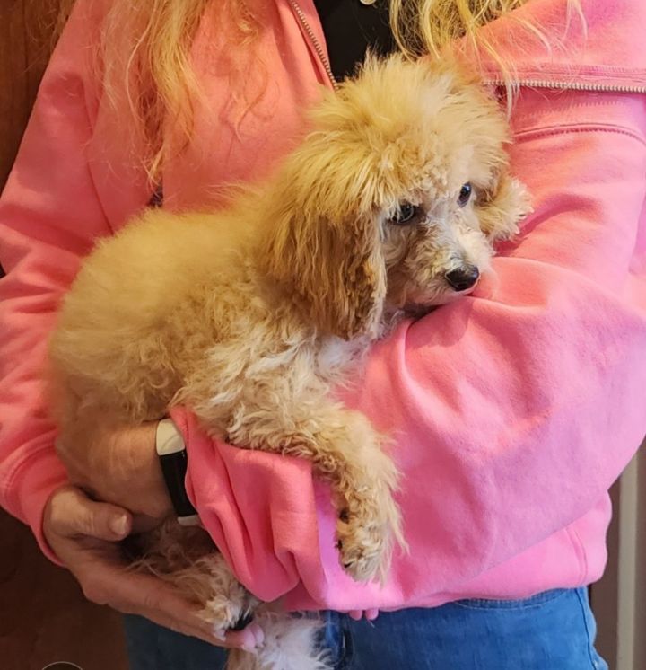 Dog for adoption Barney, a Bichon Frise & Miniature Poodle Mix in