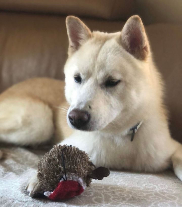 Shiba inu 2024 and husky