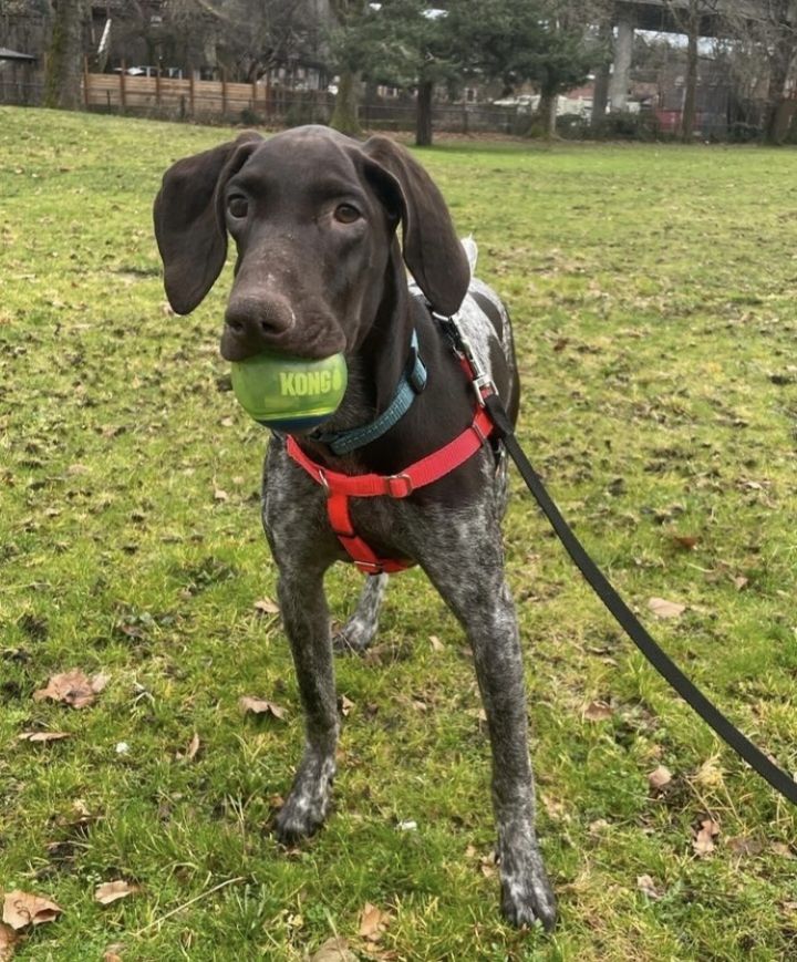 German shorthair 2025 rescue washington