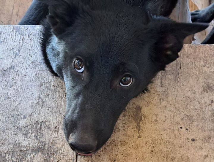 Black german shepherd border best sale collie mix