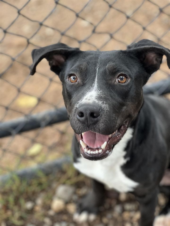 Ace, an adoptable Black Labrador Retriever & Pit Bull Terrier Mix in Weatherford, TX_image-1